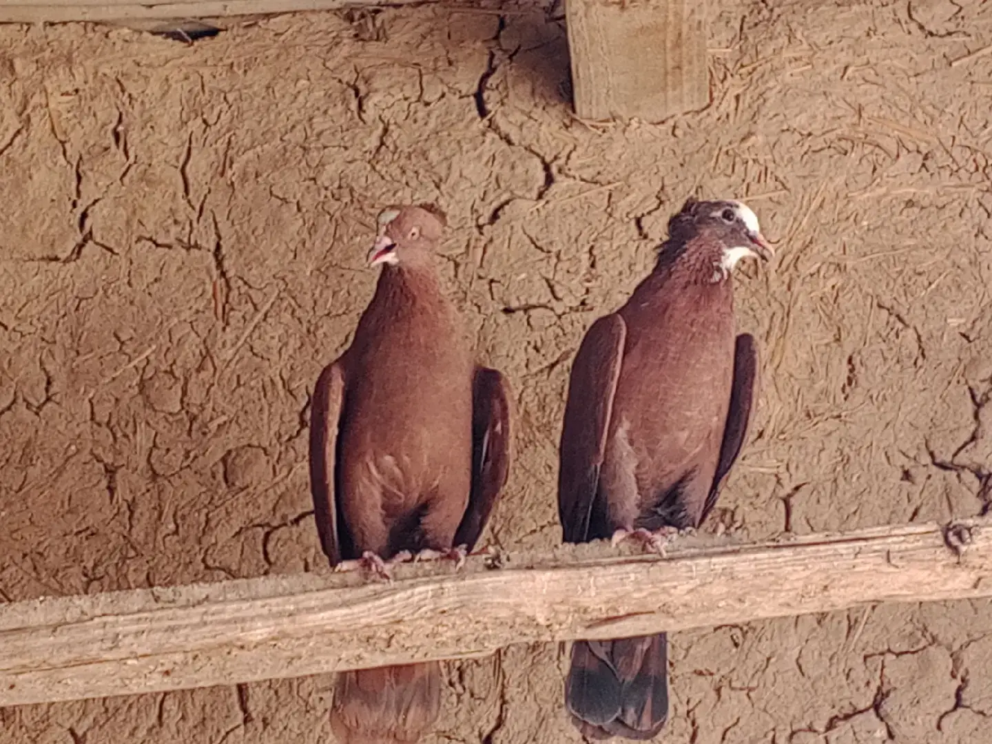 #لعيون الاصايل #اهل زواجل اتعبكم 😂🤞🏼 #سجيد🦅 