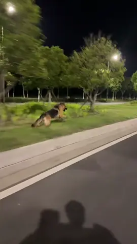 Anjing Berlari Kencang#anjing #berlari #kencang #