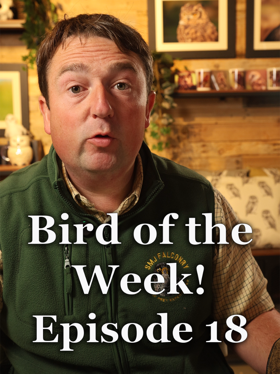Bird of the week Episode 18! How have the birds done this week??  wc: 6th September 2025 #birdoftheweek #smjfalconry #birdsofprey #falconry #canonr6markii 