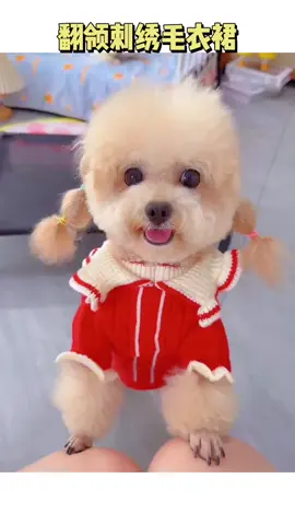 áo xinh hơm nè🥰#chó_cưng #chó #poodle #cun #xuhuong 