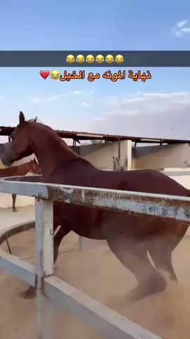 #اذكروا_الله #محمد_الساكب #نزيه_الخالديه #مربط_نواصي_نجران #مربط_عز_الصهيل #اكسبلورexplore #الخيل_العربي_الاصيل🐎 #نجران 