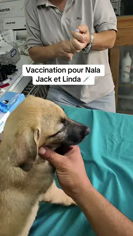 Aujourd’hui, j’ai emmené Nala, Jack et Linda se faire vacciner avec l’aide de @Coeur.Errant🤍 @Simba.le.roi.lion et @Hamo Abdallah 🪽🐕‍🦺 ❤️ #chiot #vaccination #veterinaire #pourtoi 