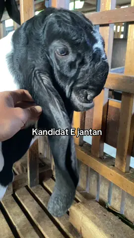 Dak perlu dukun lek iki gae juara ne 🤣🤣@masput @dargonball #CapCut #fyp #kambingetawa #fypシ #fypシ゚viral 