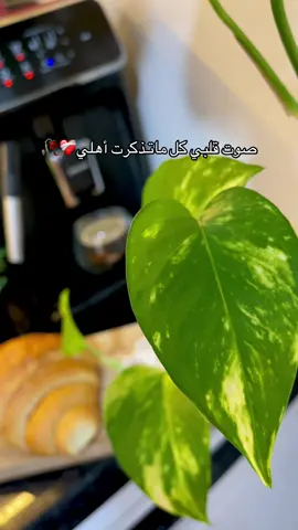 #أهلي #اهلي_ربي_يخليكم_لي @mhammedmunir @user720751279621 @zeina @9988 @الأمل والحياه @بـ❤ـرآء @user8775076297618 