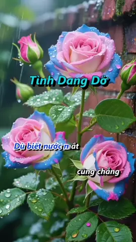 Dù biết nước mắt cũng chẳng mang em về lại bên anh nữa đâu. Tình Dang Dở - Đình Dũng. #buontamtrang #nhachaymoingay #nhachay #nhacbuon #bisinger 