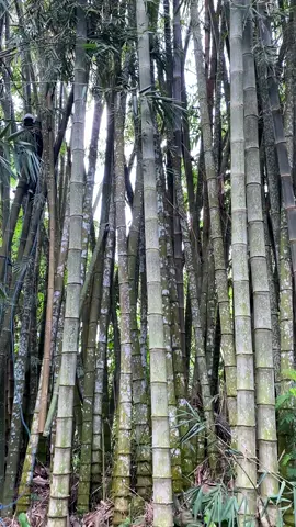 Siapa tau ada yg minat #pelayangindonesia #pelayangbali #trendingtiktok #bahanswmu #rumahlayanganpakmoel 