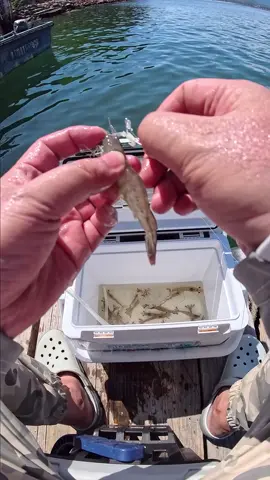 Kanama Live Shrimp Hooks - This is the right way to fish with live shrimp! · 🛒Link in bio . #kanama #liveshrimphooks #釣り #fishing 