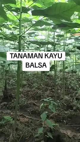 BIBIT KAYU BALSA #kayubalsa #balsa #bibitbalsa #bibit #Indonesia 