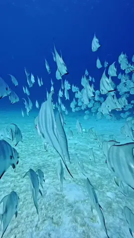 Spadefish love hanging out in big schools around reefs and wrecks. Fun fact: when they’re young, they actually mimic floating leaves to hide from predators. . . 🇲🇽Español  Los peces murciélago suelen nadar en grandes cardúmenes alrededor de arrecifes y naufragios. Dato curioso: cuando son jóvenes, imitan hojas flotando para esconderse de los depredadores. . . #marinelife #oceanconservation #sea #marinebiology #ocean                  