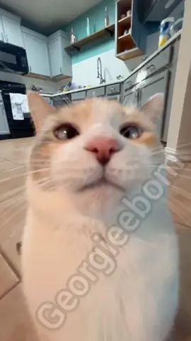 Hehe #cat #meme #funny #fyp #georgieebom 