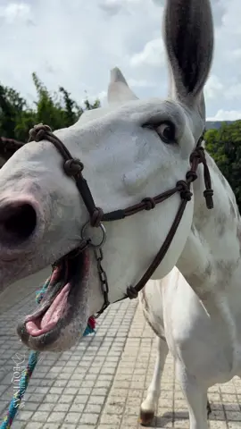 🎶🐴 ¡Así suena un burro rebuznando!  #Burros #BurroRebuznando #Asnos