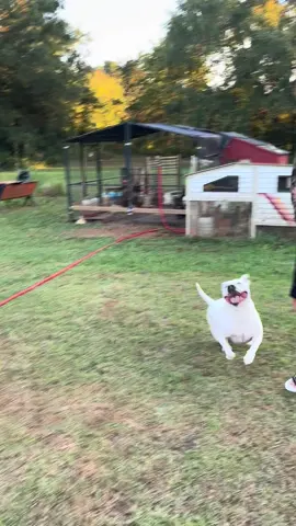 Nothing but smiles, Fetching time with bubba! #mycrazydog #thatsjustmybabydog #furmom #justdowdingaround #funnydogs  