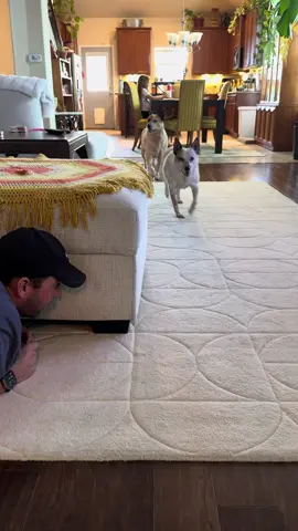 Scare your dog #dog #funnydog #funnyvideos #tiktok #funnymoments #Foryou #tiktokdogs #funnyvideo #dogs #funnytiktok 