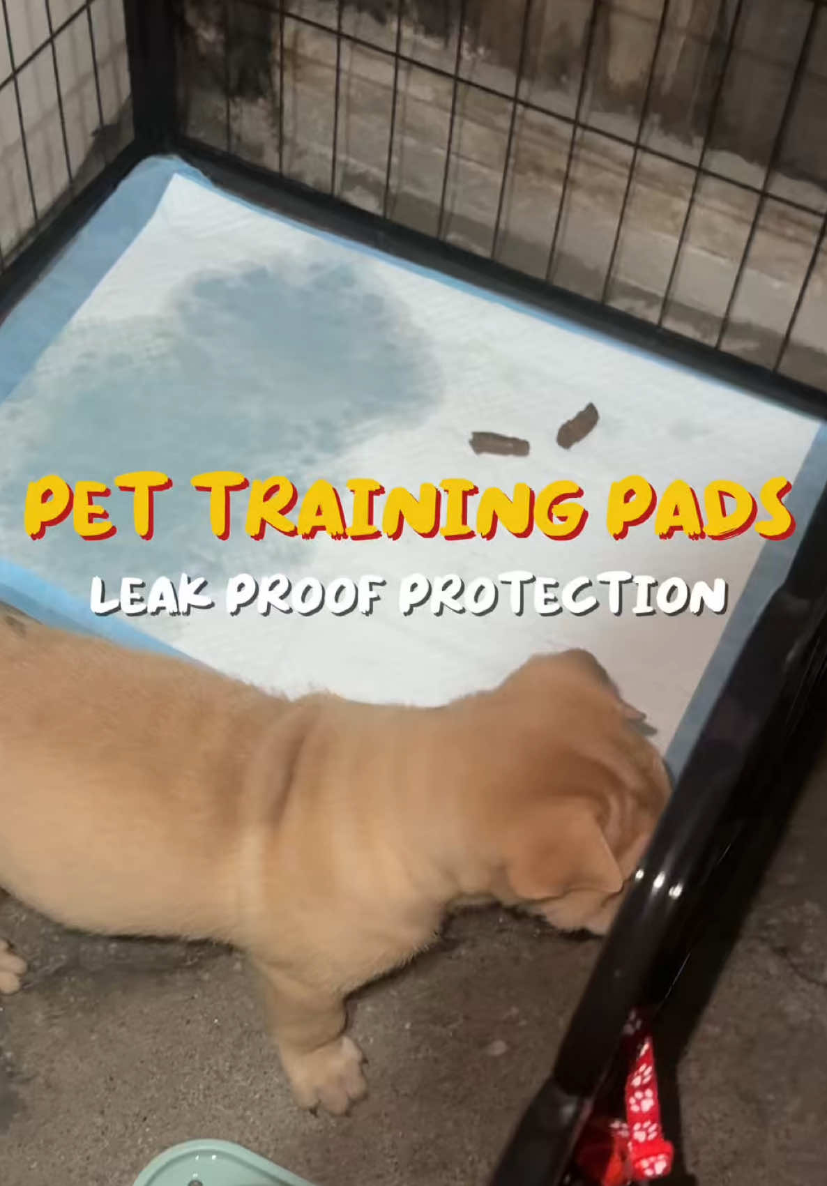 Finally hindi na madudumihan ng alaga ko yung sahig dahil dito sa training pads, sulit na sulit pa dahil sa murang halaga marami na ang marereceive mo! 😍🥰 #pettrainingpads #dogtrainingpads #dogpeepad #petpeepad #SIRPER 