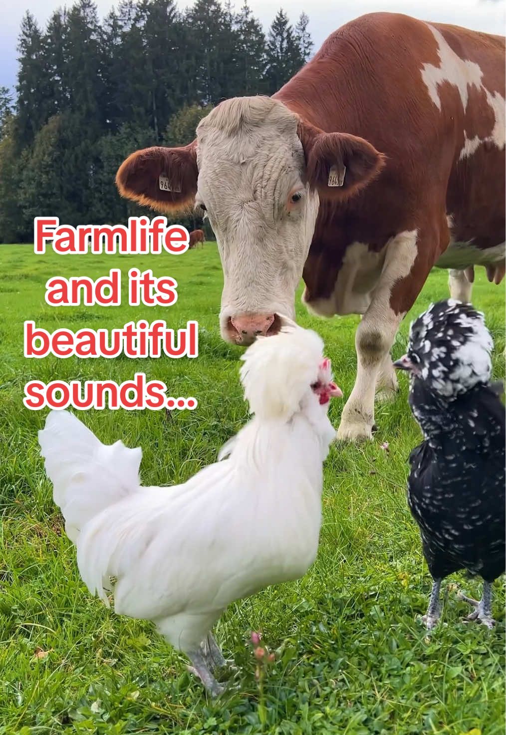 🐄🐔🧑‍🌾🐓🐮 Farmlife 🥰 Die schönste Geräuschkulisse hier von Zwerghahn „Elton“ bis Mutterkuh. Ein Konzert der Landidylle 🐓🥰 #farmlife #farmanimals #cows #chickens #bauernhof 