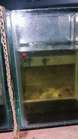 #bettafish #cupanghiasindonesia #fyppppppppppppppppppppppp #subangjawabarat #fyp 