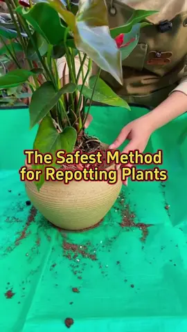 The safest method for repotting plants. #planttips #houseplants #plantlover #gardening101 #homegarden 
