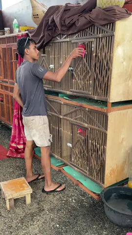 intine tetep bersyukur😇 #wdfarm  #wdfarmbanjarnegara  #ayambangkok  #ayambangkoksuper  #ayambangkokindinesia 