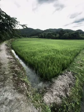 水晶很脆弱，夕阳很快就会褪色。人心难测，相聚又分崩离析！ Pha lê dễ vỡ, hoàng hôn chóng tàn. Lòng người khó đoán, hợp rồi lại tan! #xuhuong #fpy #tamtrang #buon #chill 