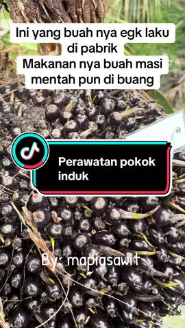 Akibat gak laku katanya si paling faham  Jadi saya buang la #kasihkerastoke🔥 #petanisawit #bibitsawit #story 