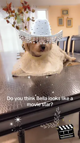 #dog#animal#oftiktok#fypシ゚viralcutebaby 