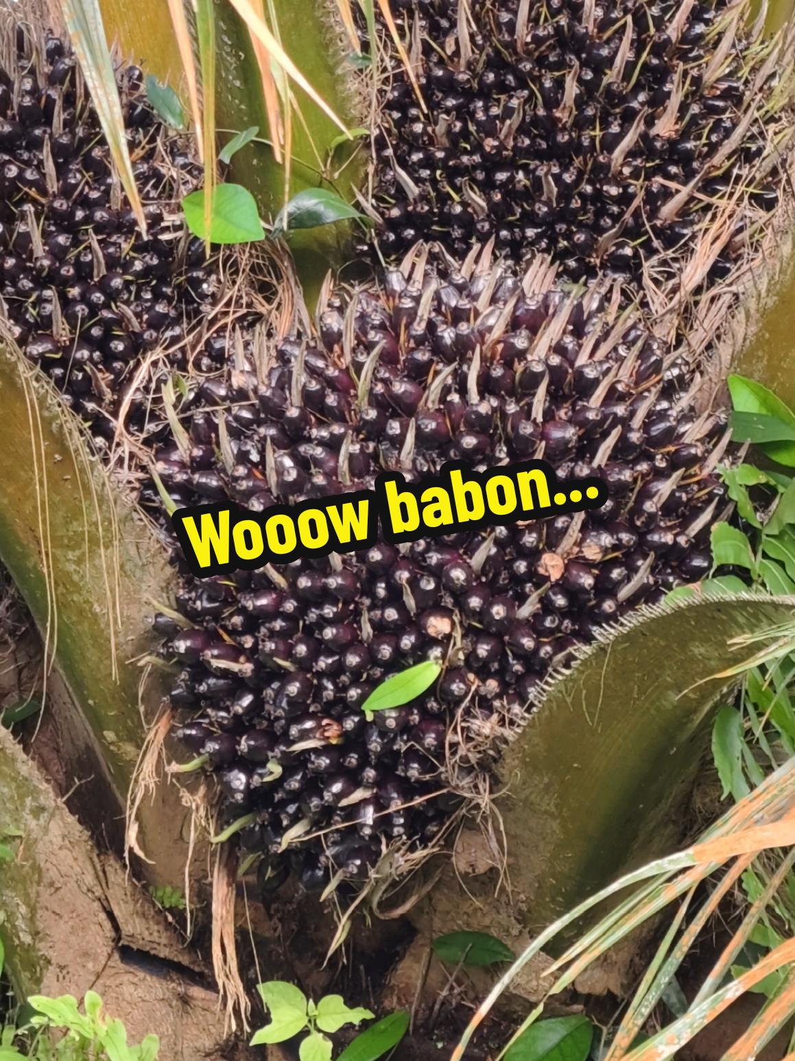 super babon #petanisawit  #fyppppppppppppppppppppppp  #petanisawitindonesia🇮🇩  #kelapasawit  #tandanberduri 