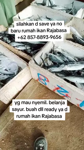 +62 857-8893-9656 save ya say no baru rumah ikan Rajabasa 🙏🏻🙏🏻 #bandarlampung #viraltiktok  #lampungtiktok  #lampunggeh  #lampung 