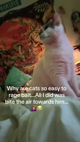 He’s so mad like for what…. 🤣🤣 #ragebait #catsoftiktok #fypシ #catmom #catlover 