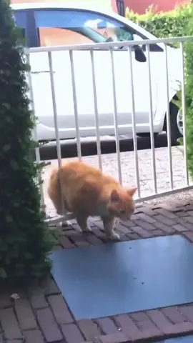 so funny!!!#cats #cute #funnycat #funny #funnyvideos