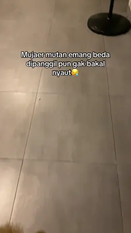 entah mimpi anak ini#kucing #kucingmujaer #anakkucing #kucinglucu 