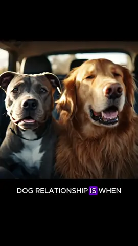How did your dog drive you crazy? #dogsoftiktok #funnydogvideos #doglife #chuckandbarry #dogsvideo 