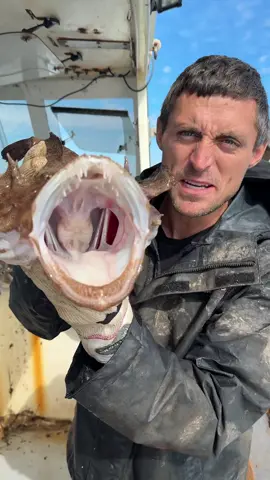 One of the creepiest fish in the ocean! #maine #lobster #fishing #seafood #interesting #commercialfishing #coolcatch #creepyfish 