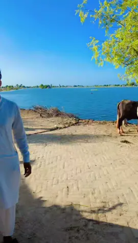 #bahwalpurselab #viralvideo #foryoupage❤️❤️ #LanguageLearning #bahwalpur_city #satluj_river 