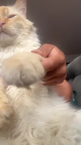 #catsoftiktok #f1 #redbull 