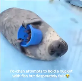 she's so cute what😭😭 #seal #seals #yochan 