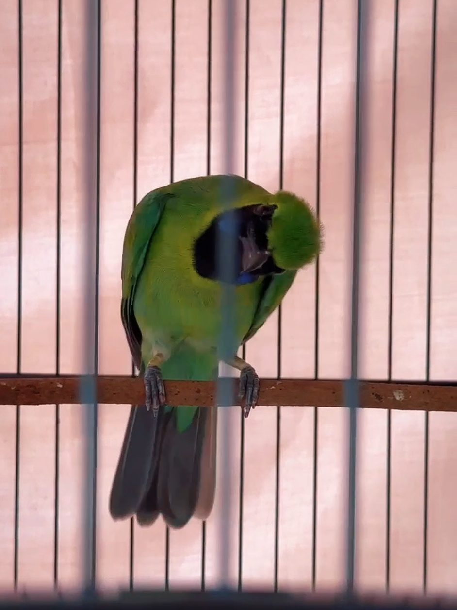 AMUNISI UNTUK MEMPERKUAT PERTAHANAN MARKAS MU cucak ijo VLADIMIR PUTIN tipe buka ekor dan lagu volume yang sangat mumpuni prestasi tentunya #CapCut #cucakijokalimantan #cucakijobanyuwangi #cucakhijau #kediri24jam 