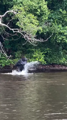 CANT BELIEVE I GOT TO SEE THIS!! Listen to how weird the sound is when he beats his chest! What a beautiful life!!! Video credit @ash.aboulfadl  #gabon #wildlife #gorilla #alpha #jungle   