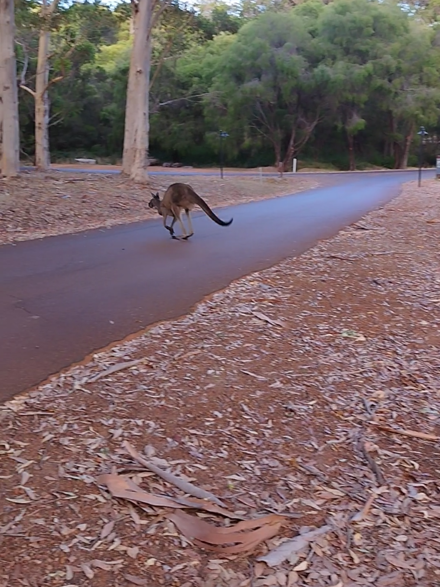 #kangaroo #kangaroosoftiktok #animals 