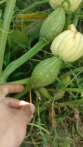tips to increase pumpkin yields #smartfarming #gardeningtips #agriculture #satisfying #fyp 