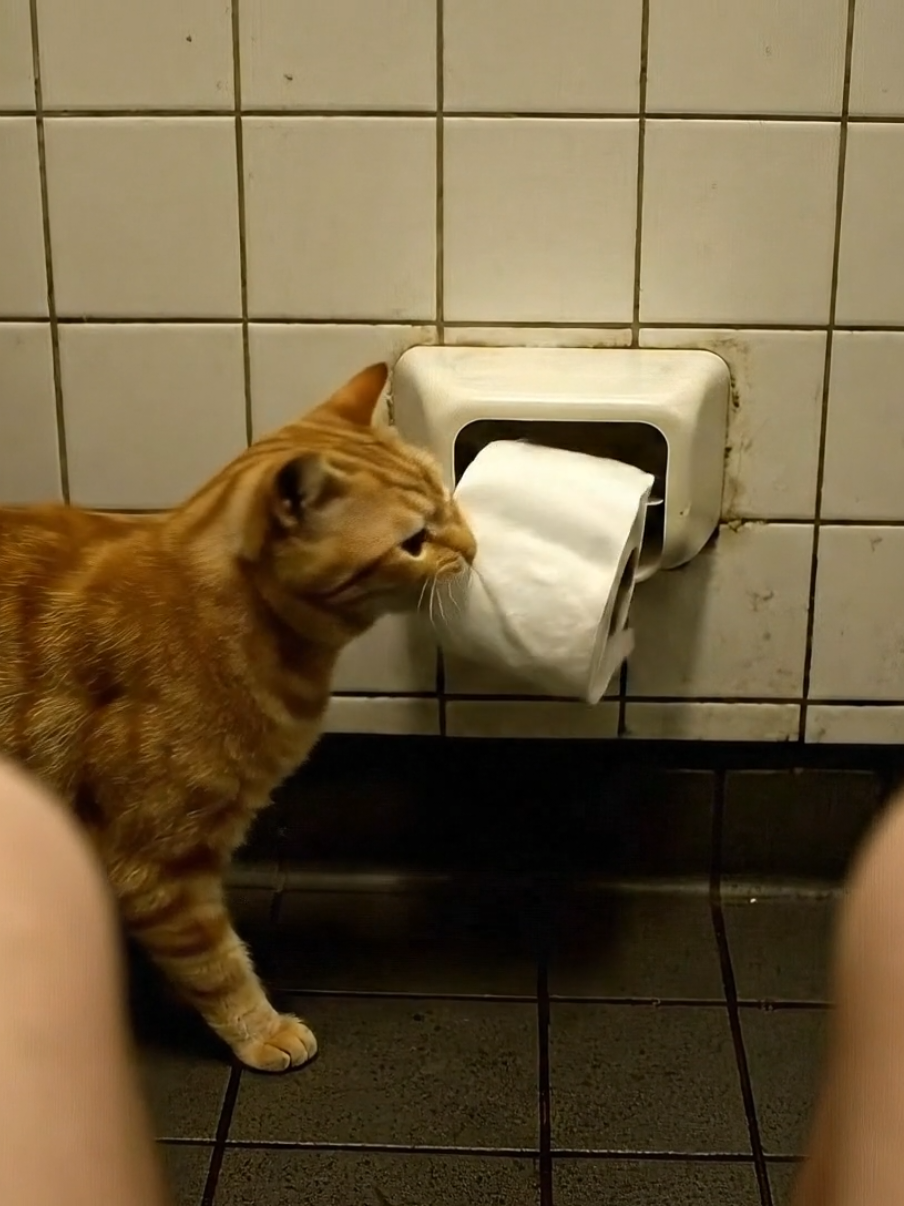 🐈🧻 #cat #ai 
