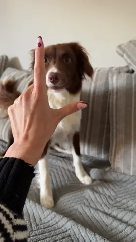 She’s a savage #dogsoftiktok #loveyou #fyp #foryoupage❤️❤️ #foru 