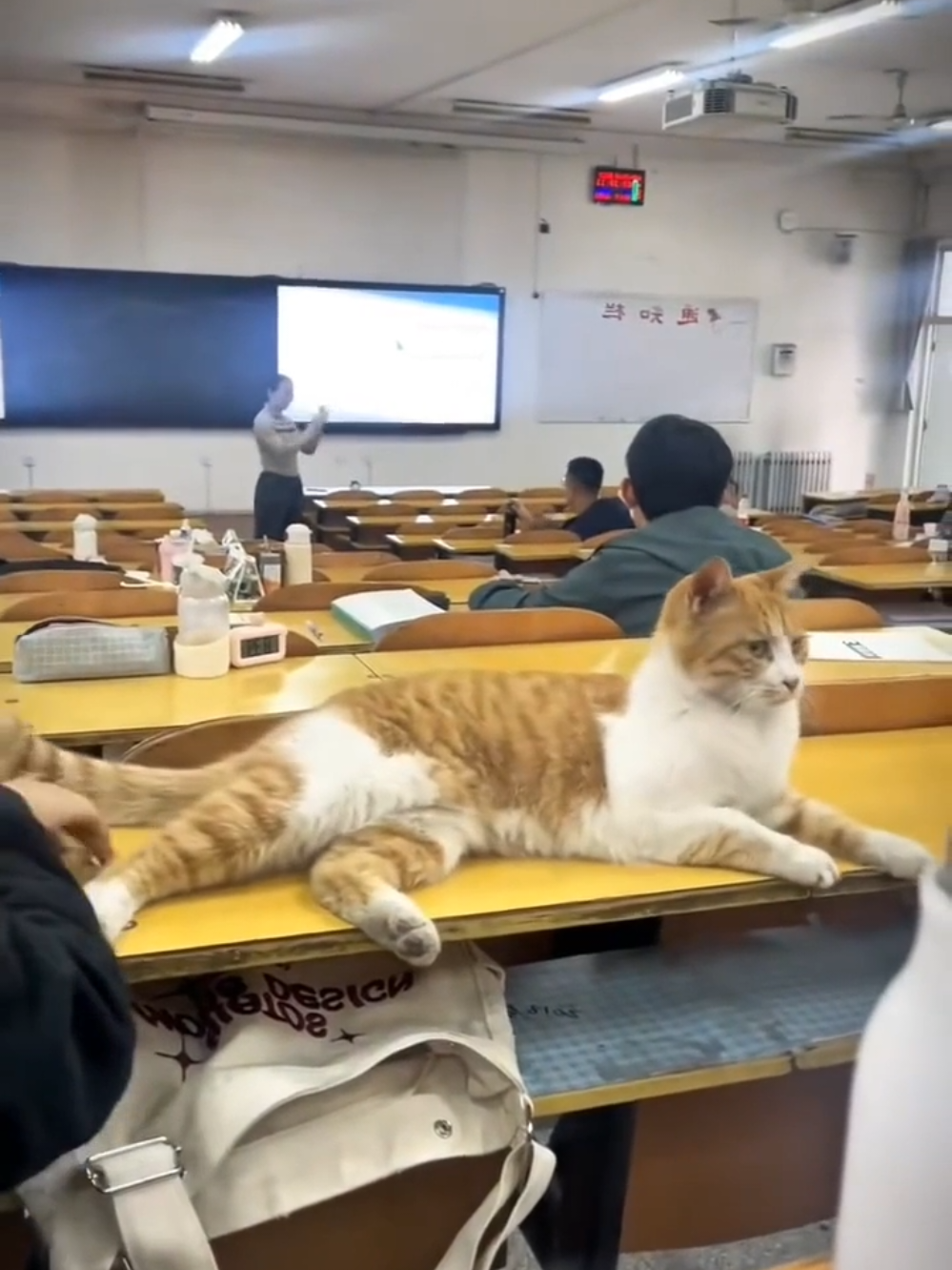 Student meow 😻 #cat #kitty #orangecat #catlover #catlife 