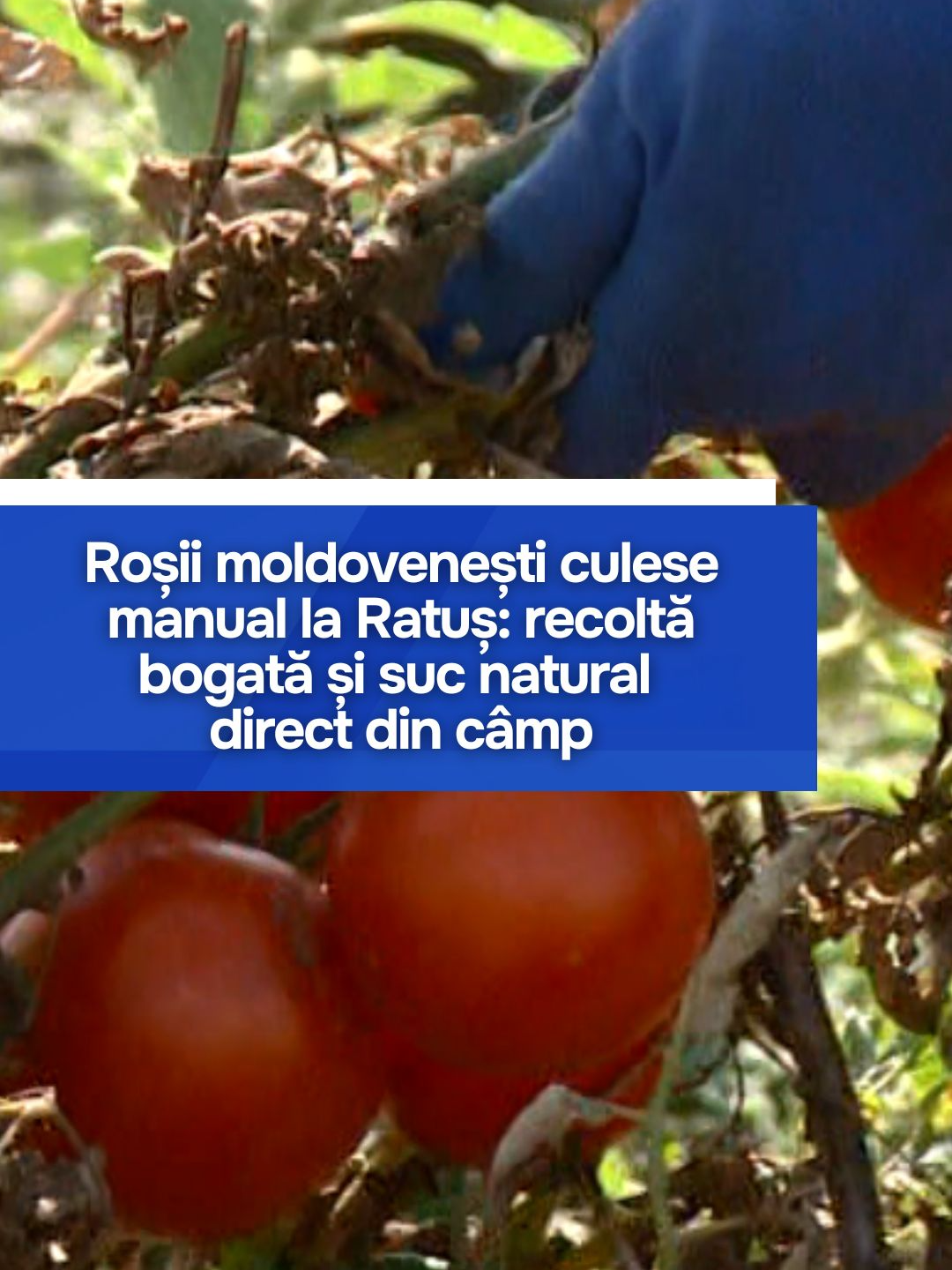 În satul Ratuș, Criuleni, fermierii se bucură de o recoltă bogată de roșii, culese manual și transformate zilnic în peste cinci tone de suc natural. Cumpărătorii vin direct la ogor pentru a-și alege legumele, iar la doar 15 lei litrul, sucul se vinde rapid. Sprijiniți de AIPA, agricultorii își extind serele și investesc în tehnologii moderne pentru a-și dezvolta afacerea. #Agricultură #RoșiiDeMoldova #Ratuș #Criuleni #Recoltă2025 #SucNatural #Fermieri #MoldovaProduce #AIPA #Tomate
