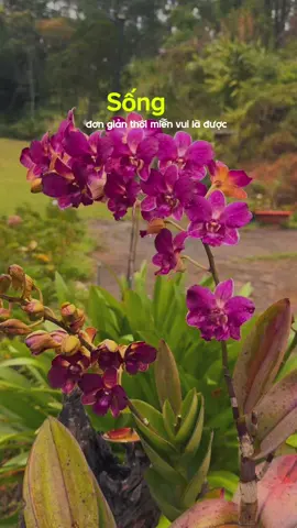 Cuộc sống mà, hay tạo cho bản thân những khoảnh khắc bình yên #NONstayplaychill #natureretreat #Cafecheckin #Luugiukhoanhkhac #DALAT 