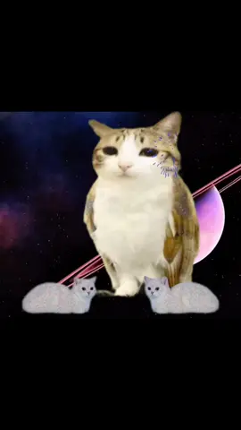 #meowl #catowl #fyp #owlcat #cat edit from @ɅstroOrbit 