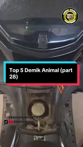 Top 5 Demik Animal (part 28) @Demik Animal Official  #hewanlucu  #dubbing  #ngakak  #fyp 