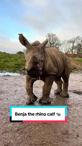 Baby Benja squeak 🦏🧡 White rhinos like Benja were once thought to be completely extinct until a population of 50 rhinos was discovered in South Africa in 1895. A century later, thanks to legal protection and breeding programmes, there are now 17,500 out in the wild.  Our breeding record programme for white rhinos has the best record of any European zoo, with more than 50 births since the 1960s 💪 #WhipsnadeZoo #CuteAnimals #Rhinos