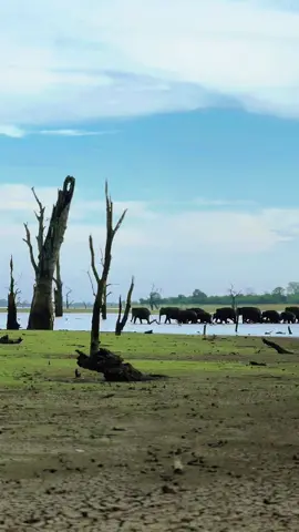 ලස්සන දේවල් දකින්න ඇස් පිං කරන්න ඕනි 🤩 Contact us for an unforgettable safari experience.        ✉️ Vibesofsafari@gmail.com         🧑‍💻 Vibesofsafari.com        📞 +94779371477 #creatorsearchinsights #forrrrrrrryouuuuuuuuuuuppageeeeeeee #foryoupage #fyppppppppppppppppppppppp #viral #trending 