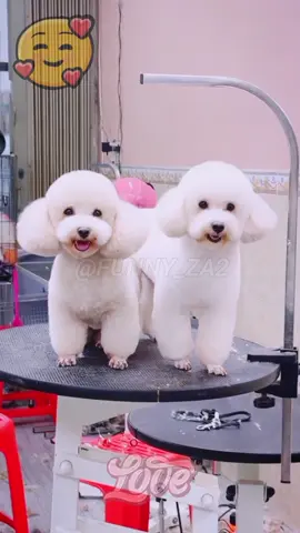dog goes for haircut🥰🥰#dog #cutedog #foryou #usa🇺🇸 