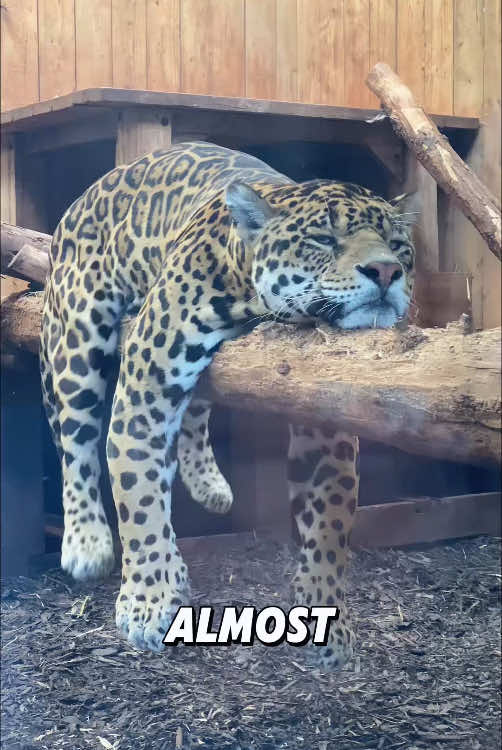 “Leopard police officer.”#cute #animals #fyp #viral #tiktok 